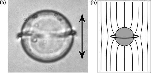 Figure 2. (a) Microscope image of a Saturn ring defect around a 20 μm diameter glass microsphere with homeotropic surface anchoring of 4-cyano-4-n-pentylbiphenyl. (b) Schematic drawing of the director field around the colloidal particle.