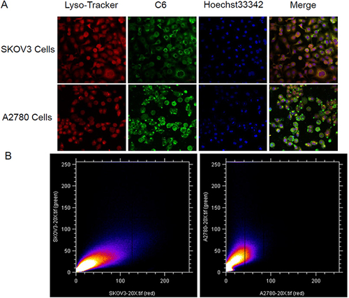 Figure 6 (A) Fluorescence images of SKOV3 and A2780 cells incubated with LHRHa-RGD-LP-C6. Magnification ×200. (B) Scatterplot of red and green intensities in the fluorescence images of SKOV3 and A2780 cells.