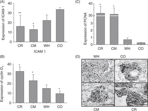 Figure 6. Immunohistochemical determination of ICAM-1, PCNA and cyclin D1 expression in pulmonary metastasis tumours. (A) CO group. The expression of ICAM-1 was strong and that of PCNA and cyclin D1 was weaker; the expression of (B) PCNA and (C) cyclin D1. Both were weak in hyperthermia groups. (D) PCNA expression in the four groups. Magnification: × 400. Bar: 200 µm. All of the stains are positive for PCNA, and the positive cell has a diffuse brown nucleus. In both of the hyperthermia groups, the expression intensity of PCNA in some melanoma cells is weak compared with the control group. In the CR group, numerous cells express the PCNA. All: n = 4. *P < 0.05; **P < 0.1 compared with the WH group.