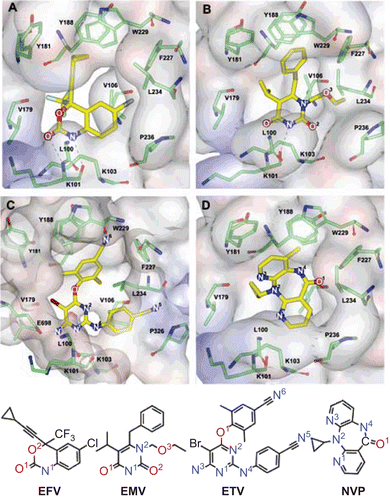 Figure 1.  Geometries of EFV (A), EMV (B), ETV (C) and NVP (D), in their binding pockets of HIV-1 RT. Chemical structures of NNRTIs and the definition of atoms are also given.