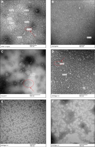 Figure 2 Transmission electron microscopic images of 1.5 mg/mL amphiphilic nanoparticles (indicated by arrows) prepared in different solutions.Notes: (A) Deionized water, (B) phosphate-buffered saline (pH 7.4), (C) aggregates of amphiphilic nanoparticles without sonication, (D) acetic acid at pH 6, (E) acetic acid at pH 4, and (F) acetic acid at pH 2. Images were taken at 40,000–50,000× magnification.Abbreviations: APNP, amphiphilic peptide nanoparticles; PBS, phosphate-buffered saline.