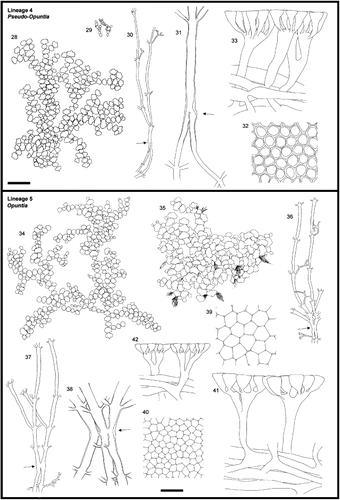 Figs. 28 – 42. Morphology of Halimeda lineages. Figs. 28 – 33. Section Pseudo-opuntia, Lineage 4. Fig. 28. General morphology. H. gracilis, C&PvR13865B. Fig. 29. General morphology. H. lacrimosa, redrawn from Hillis-Colinvaux (Citation1980). Fig. 30. Medullary and nodal fusion. H. gracilis, HV317. Fig. 31. Detail of nodal fusion. H. gracilis, H.0259. Fig. 32. Surface view. H. gracilis, HV317. Fig. 33. Cortical structures. H. gracilis, HV317. Figs. 34 – 42. Section Opuntia, Lineage 5. Fig. 34. General morphology. H. hederacea, HV1 Fig. 35. General morphology. H. distorta, HV199. Figs. 36, 37. Medullary and nodal fusion. Fig. 36. H. opuntia, HV19. Fig. 37. H. hederacea, HV9. Fig. 38. Detail of nodal fusion. H. copiosa, H.0265. Figs. 39, 40. Surface view. Fig. 39. H. distorta, HV199. Fig. 40. H. hederacea, HV9. Figs. 41, 42. Cortical structures. Fig. 41. H. distorta, HV199. Fig. 42. H. hederacea, HV9. Arrows indicate the location of the node. Scale bars represent: 25 mm for thalli, 500 μm for medullary, 250 μm for details of nodal structure, 60 μm for cortical structures and surface view.