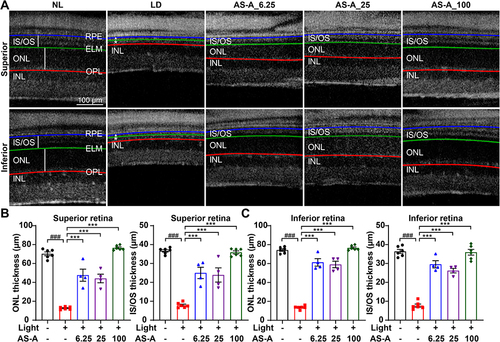 Figure 1 AS-A protects against bright light-induced microstructural impairment of photoreceptors. Vehicle (LD) or AS-A was administered 30 min prior to exposing the dark-adapted BALB/c mice to white light at 15,000 lux for 30 min. AS-A was administered at 6.25 mg/kg bw (AS-A_6.25), 25 mg/kg bw (AS-A_25) and 100 mg/kg bw (AS-A_100). Dark-adapted BALB/c mice without the indicated light exposure received vehicle treatment in the same manner (NL). (A) Seven days after the light exposure, OCT imaging was performed to scan the retinal microstructure. (B and C) The thickness of ONL and IS/OS was measured at 500 μm off the ONH in the superior and inferior retina, respectively. White asterisk and closed triangle point to impaired ONL and IS/OS, respectively. Data were expressed as mean±S.E.M (n=4-6 per group). ### Compared to that from NL, P<0.001; *** compared to that from LD, P<0.001.