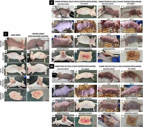 Figure 4. In vivo biocompatibility test of tracheal scaffolds implanted in the subcutaneous tissue of balb-C nude mice. I. In (a) surgical incision (1 cm) in the control animal of the sham group (without scaffold) and implantation of the decellularized scaffold (circle) in the control animal (f). In (b-c, g-h), post-surgical animals monitoring. In (d, i) no macroscopic changes observed in the regions. In (e) skin fragment, interne face, epidermis with a slightly translucent aspect, with a slightly elevated focal area with slightly reddish. In (j) Presence of decellularized scaffold adhered to the dermis, with an elevated surface, surrounded by discrete adjacent connective tissue, and presence of vessels in adjacent tissue. II and III. In (AI, AI, AIII, AIV I) surgical incision (1 cm) in the animals implantation of scaffolds recellularized from 7 and 14 days with EpC (circle) and YS cells, respectively. In (BI-EI, BII-EII, BIII-EIII, BI-EIV), post-surgical animals monitoring. In (CI and DI, CII and DII, CIII and DIII, CIV and DIV) observe discrete edema in the implant region (arrow). In (EI, EII,EIII, EIV) implant region with reduced edema. In (GI,GII,GIII,GIV) Flat skin, inner surface, deep dermis with moderately translucent appearance. Presence of recellularized scaffold adhered to the dermis, with an elevated surface, surrounded by reddish colored adjacent tissue, with a soft consistency and presence of vessels in adjacent tissue. (HI, HII, HIII,HIV) Skin with recellularized scaffold fragment adhered to the dermis (circle), with an elevated surface, surrounded by a discrete layer of connective tissue. Presence of vessels in adjacent tissue, slightly reddish. Scale bar: 1 cm.