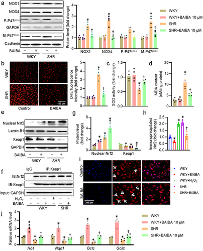 Figure 3. BAIBA attenuates VSMC oxidative stress in SHR-derived VSMCs. (a) Represented blots and relative quantification of NOX1, NOX4, p47phox, and membrane p47phox. (b) Represented images and relative quantification of DHE. Scale bar = 150 μm. (c) SOD activities. (d) MDA contents. (e, g) Represented blots and relative quantification of nuclear Nrf-2 and Keap1. (f, h) Cell lysates were immunoprecipitated with an anti-Keap1 antibody and blotted with an anti-Nrf2 antibody. (i) Immunofluorescence images of Nrf-2. Scale bar = 200 μm. (j) Relative mRNA levels of Ho1, Nqo1, Gclc, and Gclm. Values are mean ± S.E. * P < 0.05 vs. WKY, † P < 0.05 vs. SHR. n = 4–5 for each group.