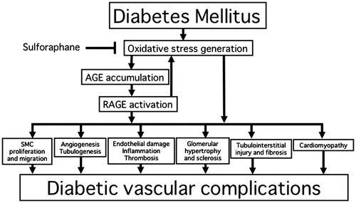 Figure 1. Protective role of sulphoraphane against vascular complications in diabetes.