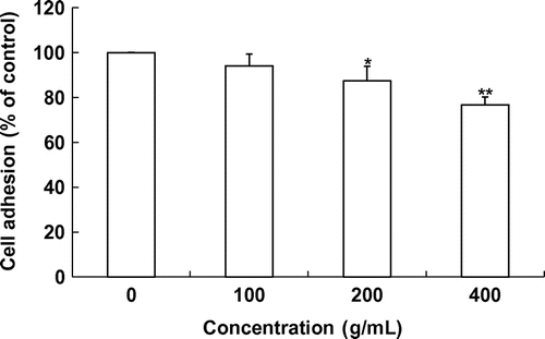 Fig. 2. Effect of laver extract on cell adhesion on matrigel.Note: Values marked * and ** indicate significant differences from control (p < 0.05).