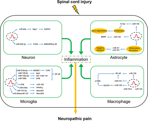 Figure 1 In neurons, microglia, astrocytes and macrophages, miRNAs regulate inflammatory factors by acting on various target genes after spinal cord injury, thereby relieving or worsening neuropathic pain.