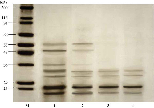 Figure 3. SDS-PAGE of liver extract and ATPS fraction from albacore tuna. M, molecular weight standard; lane 1, liver extract; lane 2, 20% PEG1000-20% NaH2PO4 ATPS fraction; lane 3, 25% PEG1000-20% NaH2PO4 ATPS fraction; lane 4, 25% PEG1000-20% NaH2PO4, pH 7.0 ATPS fraction.