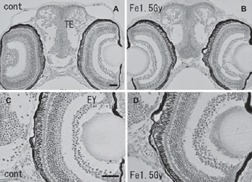 Figure 5. Histology of iron-ion irradiated embryos at the time of hatching (6–7 days after irradiation) (B, D) and that of nonirradiated embryos (A, C). Dorsal to top. Frontal plastic sections at the level of the mid telencephalon (Nissl staining). No abnormal development was detected in the irradiated telencephalon (B) or eyes (B, D). EY = eye; TE = telencephalon. Scale bar = 20 μm.