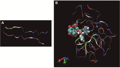 Figure 5 Computational simulation of SAMTA7 (A) and the SAMTA7-paclitaxel complex (B). The initial system containing SAMTA7 peptides was constructed using the Molecular Operating Environment system. Paclitaxel and six SAMTA7 molecules were immersed into an anhydrous simulated box for MD simulations simultaneously which were performed for 10 msec for the anhydrous system. The time step was 1 fsec, and the trajectories were saved every 20 psec for further analysis. A GROMOS96 53a6 force field was used. The reference temperature was set to 310 K. Simulation of a single molecule of SAMTA7 showed that this peptide was remained in a “hairpin-like” conformation upon interaction from RADA fragments. This conformation explored the MMP-2 substrate peptide, PVGLIG fragment, explaining how SAMTA7 is vulnerable to MMP-2 proteolysis. In (B), six SAMTA7 molecules and one paclitaxel molecule were immersed into the simulation box for structural analysis of the supramolecule, data indicating that SMATA7 was capable of wrapping the free paclitaxel in cavity in self-assembling manner. Importantly, formation of the supramolecule did not alter the phenomenon whereby PVGLIG fragments remained exposed against MMP-2 protein.