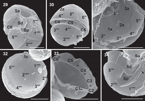 Figs 29–34. Scanning electron micrographs of vegetative cells of Caladoa arcachonensis strain TIO339 from Indonesia. Fig. 29. Ventro-antapical view showing the anterior sulcal plate (Sa), the right sulcal plate (Sd), posterior sulcal plate (Sp), two postcingular plates (1′′′, 5′′′) and two antapical plates (1′′′′, 2′′′′). Fig. 30. Dorsal view showing three precingular plates (4′′–6′′), three cingular plates (C4–C6) and three postcingular plates (3′′′–5′′′). Fig. 31. Dorso-apical view showing four precingular plates (2′′–5′′), three anterior intercalary plates (1a–3a). Fig. 32. Antapical view showing four postcingular plates (2′′′–5′′′), plate Sp and two antapical plates (1′′′′, 2′′′′) of similar size. Fig. 33. Internal view of the hypotheca showing six cingular plates (C1–C6). Fig. 34. The sulcus showing Sa, Sd, Sp and left sulcal plate (arrow). Scale bars = 5 μm.