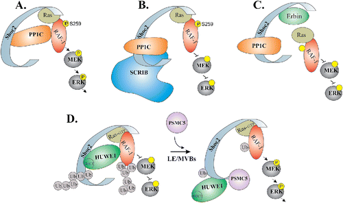 Figure 1. Schematic model depicting how ERK1/2 activity is transduced through the Shoc2 scaffold. Shoc2 routes Ras-Raf signals of the ERK1/2 pathway. (A) In the complex with Shoc2, PP1c dephosphorylates inhibitory Serine 259 of Raf-1 to facilitate signal transmission. (B) SCRIB competes with Shoc2 for PP1 binding thereby reducing ERK1/2 signaling. (C) Erbin disrupts the formation of Shoc2/Ras/Raf1 complexes to inhibit Shoc2-ERK1/2 signals. (D) Activation of the ERK1/2 pathway leads to an allosteric reversible ubiquitination of Shoc2 and, subsequently of Raf-1, by the E3 ligase HUWE1. HUWE1-mediated ubiquitination of Raf-1 fine-tunes its activity. In addition, ubiquitination triggers accumulation of Shoc2 complexes on the late endosomes/multi-vesicular bodies (LE/MVBs). On endosomes, Shoc2 complexes undergo remodeling by AAA+ ATPase PSMC5. The mechanoenzyme activity of this ATPases is utilized to reduce ubiquitination of Shoc2 and Raf-1 and, possibly, to reactivate the complex.