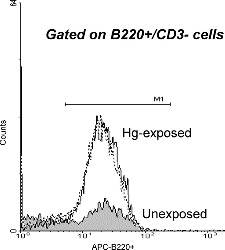 FIG. 2 Effect of intrauterine exposure to 10 ppm HgCl2 on B220 expression in liver of gd 16 mice measured as mean fluorescence intensity. Dashed line refers to male-mercury-exposed pups; solid line refers to female mercury-exposed pups. Data is representative of two independent timed-breeding experiments.