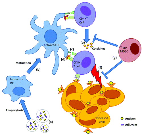 Figure 2. General mechanism of induction of antigen-specific CD8+ T-cell immunity by biodegradable particles co-encapsulating Ag and adjuvant. Particles co-encapsulating Ag and an adjuvant (A) are phagocytosed by dendritic cells (DCs). DCs undergo maturation (B), upregulating costimulatory molecules (C) and simultaneously cross-presenting Ag in context of MHC class I (i.e., presentation to CD8+ T cells) (D). In the draining lymph node CD8+ T cells become activated (i.e., cytotoxic T cells) and concomitantly activated CD4+ T cells secrete cytokine help (E) to activated CD8+ T cells. Cytotoxic T cells travel via peripheral blood to tumor sites and eradicate Ag expressing cancerous cells or those infected with intracellular pathogens (F). Suppressor cells such as Tregs secrete inhibitory cytokines that prevent T-cell effector activation/function (G) leading to dampening of immune response.