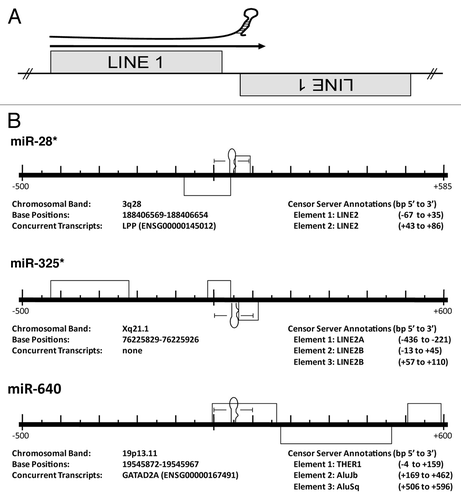 Figure 2 MiRs commonly occur at the intersection of related, converging TEs. (A) Cartoon depicting the theoretical origin of numerous miRs. A pri-miR is depicted just above an arrow indicating read through transcription from a positive strand LINE1 (L1) element into an adjacent negative strand L1. This relationship suggests a likely series of events leading to the creation of a potential miR hairpin in which an L1 is inserted immediately adjacent to a related L1 on the opposite strand creating the convergent or “tail to tail” organization illustrated. Next, transcriptional read through would result in an imperfect RNA hairpin being produced potentially recognized and processed by the RNAi machinery with each stem corresponding to the terminal nucleotides of the contributing LINEs. (B) Examples of human miR loci alignments to the RepBase dataset. Importantly, all pre-miRs significantly aligning with a Censor Server repetitive element annotation have been reported irrespective of agreement with the scenario portrayed in (A)—while we find numerous loci arising by this mechanism, we find others (like miR-640) do not. Entirely contained within an THER1 SINE, we propose an additional mechanism (point mutation(s) resulting in an alteration of normal SINE secondary structure gave rise to pre-miR-640). All repetitive elements (grey rectangles) occurring within 500 bp (5′ and 3′) have been included in the scale diagrams for uniformity. The RepBase repetitive element annotations found in these diagrams are described immediately beneath each locus as “Element 1, Element 2, etc.,” as they occur 5′ to 3′. “Base Positions” refers to the basepairs occupied by a miR hairpin (in the current Ensembl assembly). All loci have been diagrammed with respect to the Watson strand and the orientation of internal elements indicated by position above (5′ to 3′) or below (3′ to 5′) the center line. Element basepair positions are in respect to distance (±) from the 1st nucleotide of the pre-miR (as occurring on the Watson strand). *previously described origin.Citation21,Citation23 Figures adapted from references Citation21 and Citation23.