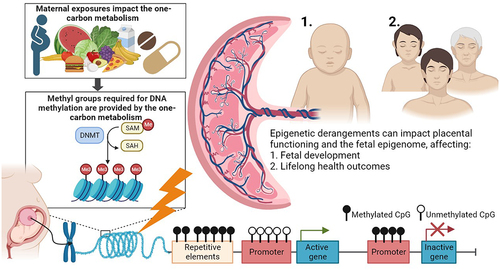 Figure 2. The one-carbon metabolism as an underlying pathway affecting placental DNA methylation and lifelong health outcomes of the offspring.