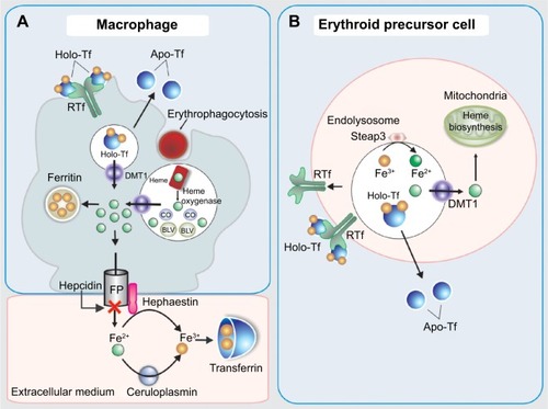 Figure 3 Scheme of iron transport and metabolism in the macrophage (A) and in erythroid precursor cell (B).