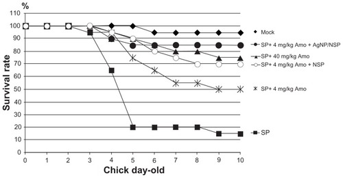 Figure 5 The additional effects of nanoscale silicate platelet (NSP) and silver nanoparticle (AgNP)/NSP with amoxicillin for Salmonella control.Notes: The surviving rates of the S. pullorum (SP)-infected chicks (n = 10 per group) were recorded after treatment with amoxicillin (Amo) and the NSP (10 mg/kg) or AgNP/NSP (10 mg/kg). The amoxicillin was fed to chicks three times at 26 hours, 50 hours, and 74 hours after birth, and the nanomaterials were given once at postnatal 30 hours. The experiments were performed in duplicate.