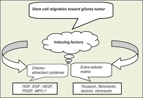 Figure 1 Stem cell migration is related to two groups of inducing factors of chemo-attractant cytokines and extracellular matrix.