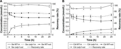 Figure 4 Se (A) and Cd (B) concentrations inside (in) and outside (out) wild-type (WT) and Δatp1 cells, and the recovery rate of total Se or Cd added to the culture. Se/Cd-WT/Δatp1-in/out stands for Se/Cd concentrations inside/outside the WT/Δatp1 cells.