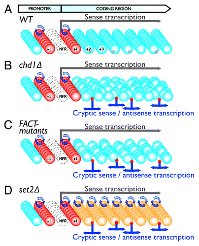 Figure 1. Model of key mechanisms controlling cryptic transcription. Panels show schematics representing transcription units in WT (A) or mutant cells (B-D). Colored balls represent nucleosomes (Red: “hot” nucleosomes with a high turnover rate; Blue: “cold” nucleosomes with a low turnover rate; Orange: nucleosomes with an elevated turnover rate). Each row of nucleosomes indicates the chromatin structure of a single cell within the cell population (multiple rows). Red stars represent cryptic promoter sequences, which can either be shielded by the nucleosomes (A) or exposed when chromatin structure is impaired, resulting in cryptic transcription initiation (B-D). The empty circles indicate NFRs in the promoter region. Overall, the model demonstrates: Cryptic promoters are shielded in WT cells with proper chromatin structure (A); Cryptic promoters are exposed leading to cryptic transcription in cells with impaired chromatin structure due to altered nucleosome positioning (B), nucleosome depletion (C) or increased nucleosome turnover rate in gene coding regions (D)