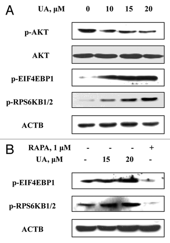 Figure 6. UA-induced autophagy was not associated with inhibition of the MTOR pathway. (A) Effects of UA treatment on phosphorylation of AKT, EIF4EBP1 and RPS6KB1/2. The cells were treated with various concentrations of UA for 24 h and were analyzed by western blotting. (B) Effects of UA treatments or RAPA on phosphorylation of EIF4EBP1 and RPS6KB1/2 measured by western blotting. (The blots shown are representative of three independent experiments).