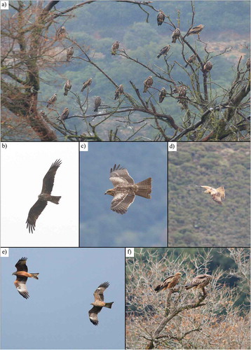 Figure 1. (a) A group of perching kites in Arkadi on 17 January 2020. An adult Red Kite is visible in the upper right corner. The other birds are Black Kites which comprise individuals with characteristics of both subspecies of migrans (Western Black Kite Milvus migrans migrans, see bright yellow legs) and lineatus (Black-eared Black Kite Milvus migrans lineatus, see pale/bluish legs) termed Eastern Black Kites likely originating from a hybrid zone in north-eastern Europe; b) A juvenile (2cy) Eastern Black Kite with migrans features (see brown underpart of wings without white window) and lineatus features (see pale/bluish cere and legs). Arkadi, 17 January 2020; c) A juvenile (2cy) Eastern Black Kite with lineatus features with a rufous dark head and pronounced dark eye-mask. Chersonesos landfill, 19 January 2020; d) A juvenile (2cy) hybrid Red Kite x Black Kite tagged with a telemetry logger (OT005). Arkadi, 20 January 2020; e) Left side: Black Kite not determined to subspecies-level, possibly an adult Western Black Kite (bright yellow legs and cere, rear underbody of the same colour as belly, rusty, according to Forsman (Citation2016) pp. 89, Fig. 99, underwing coloured more diffusely than in three-coloured pattern of lineatus). Right side: a juvenile (2cy) Eastern Black Kite with lineatus features (bluish cere and legs, three-coloured pattern of underwing with white window). Partheni landfill, 21 January 2020. f) Left side: a juvenile (2cy/3cy) Black Kite not determined to subspecies-level even though some lineatus characteristics are present (pale/yellowish legs and cere, the rear underbody lighter than belly). Right side: a juvenile (2cy) Eastern Black Kite with lineatus features (bluish cere and dark eye-mask). Arkadi, 20 January 2020. All photographs taken by P. Podzemný.