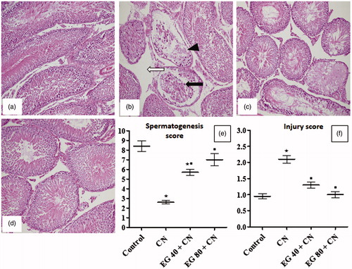 Figure 3. H&E (200×) photomicrographs of rat testes from: (a) control group showing normal testicular structure; (b) cisplatin (CN) group showing necrosis of seminiferous tubular cells, desquamation of tubular epithelium (black arrow), vacuolization (black head), absence of spermatogenesis, oedema of interstitium (white arrow); (c and d) Epigallocatechin-3-gallate 40 mg/kg (EG 40) + CN, and EG 80 mg/kg (EG 80) + CN, respectively, showing marked improvement with minimal damage; (e) spermatogenesis score; (f) testicular injury score. Results are mean ± S.E.M., *p < 0.05 vs. control group, ▪p < 0.05 vs. CN group.