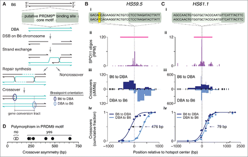 Figure 5. Crossover asymmetry in hotspots with polymorphisms in putative PRDM9 binding sites. (A) Model for crossover asymmetry. A sequence polymorphism in a PRDM9 binding site may affect relative DSB frequencies on the 2 hotspot alleles, manifested as asymmetry in the locations of crossover breakpoints. If DSBs are preferentially formed on the B6 chromosome of a B6 × DBA hybrid mouse, crossover breakpoints will tend to lie to the left of the hotspot center when recombinant products are assayed after PCR amplification in the B6-to-DBA orientation, and will tend to lie to the right when amplified in the DBA-to-B6 orientation. (B and C) Examples of crossover hotspots with (B) or without (C) crossover asymmetry. (i) B6 (top) and DBA (bottom) sequences of putative 36-bp binding sites for PRDM9B6 at hotspot centers. The nucleotides shaded in yellow in HS59.5 highlight a polymorphism between the B6 and DBA haplotypes. In HS61.1, the PRDM9 motif shown is on the Crick strand. (ii) SPO11-oligo maps. Red lines indicate SPO11-oligo hotspots. (iii) Crossover breakpoints (densities expressed as centiMorgans (cM) per Mb) mapped by allele-specific PCR on sperm DNA in the B6-to-DBA (top) and DBA-to-B6 (bottom) orientation.Citation102,Citation103 Ticks represent tested polymorphisms. (iv) Cumulative distributions of crossover breakpoints with fitted Gaussian curves. The number indicates the distance between the 2 curves at the midpoint for each cumulative plot. Vertical dashed lines indicate hotspot centers. For hotspot HS61.1, zero values in both orientations at outlier position -1130 bp are not shown. (D) Crossover asymmetry is associated with presence of polymorphisms in putative PRDM9 binding sites at hotspots (Table S3). Crossover asymmetry was defined for each locus as the absolute difference between the midpoints of cumulative crossover breakpoint maps in the 2 orientations.