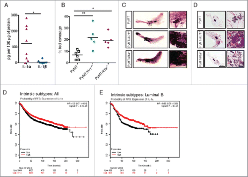 Figure 5. IL-1α expression leads to decreased foci coverage in mice and correlates with better patient survival. (A) ELISA for IL-1α and IL-1β were performed on lysates from ∼1 cm3 mammary tumors from PyMT mice. Each symbol on the graph represents one mouse; the horizontal line represents the mean. (B) Whole mounts of mammary fat pads from PyMT, PyMT/Il1r1−/− or PyMT/Il1a−/− mice at 10 weeks of age were stained with hematoxylin and analyzed for foci coverage (n = 4–5 mice per time point per genotype, Student's t-test p < 0.001). (C) Representative pictures of whole mounts of mammary fat pads from PyMT, PyMT/Il1r1−/− or PyMT/Il1a−/− mice at 10 weeks of age. Boxed region represents insets. (D) H&E of mammary fat pad section from PyMT, PyMT/Il1r1−/− or PyMT/Il1a−/− mice at 10 weeks. Boxed region represents insets. (E, F) Kaplan–Meier survival curves showing probability of relapse-free survival (FRS) in patients with all intrinsic subtypes (E) or luminal B (F) breast cancer with low or high expression of IL-1α expression. The optimal expression threshold was auto-selected by K–M plotter software. Hazard ratio (with confidence intervals) and log-rank probability values are included on each graph.