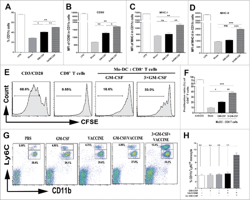 Figure 2. 3 × GM-CSF+VACCINE drives the production of CD11b+ Ly6Chi monocytes. (A-F) CD11b+Ly6G−monocytes were sorted from PBMC of male wild-type C57BL/6 (n = 50) and treated in vitro with mGM-CSF (50 ng/mL) once and mGM-CSF (50 ng/mL) once per day for 3 d. LPS (1 μg/mL) was used as a positive control. (A) The percentage of CD11c+ DC induced by different cytokine formulations. (B-D) Comparison of CD80 (B), MHC-I (C), and MHC-II (D) on CD11c+ MoDC. (E, F) MoDC were further cultured for 72 hours with splenic CD8+T cells from AAV8–1.3HBV mice at a DC: T ratio of 1:10 and with HBsAg (10 μg/mL) then proliferative responses were assessed. Cells treated with 1μg/mL of CD3 and 100 ng/mL of CD28 were used as a positive control. (E) Representative flow cytometry results of CD8+ T cells proliferative experiment are shown. (F) The 3 × GM-CSF-induced MoDC promoted a significantly higher level of CD8+ T-cell proliferation than those induced by the single GM-CSF treatment. CD11b+Ly6Chi monocytes and CD11b+Ly6Clo monocytes in blood from AAV8–1.3HBV-infected mice that was collected 24 hours after the second immunization with 3 × GM-CSF+VACCINE were quantified by flow cytometry (G) and percentage of total CD11b+ cells (H). Numbers adjacent to outlined area indicate percent CD11b+Ly6Chi monocytes (top), and CD11b+Ly6Clo monocytes (bottom). Bars are shown as mean ± SEM. *, P<0.05; **, P<0.01; ***, P<0.001; ns, not significant.