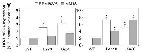 Figure 2. Expression of HO-1 in chemotherapy resistant MM cell lines. MM cell lines RPMI8226 and MM1S cells were treated for 3 mo with increasing doses of bortezomib (up to 50 nM) or lenalidomide (up to 20 µM). Total RNA was extracted and reverse transcribed. Relative expression of HO-1 mRNA was measured by real-time PCR. Data represent the means ± SEM, from three separate experiments.