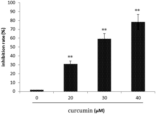 Figure 1. Effect of curcumin on SKOV3 cell growth. Data are presented as mean ± SD (n = 3). **p < 0.01.