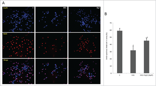 Figure 4. Effect of ginsenoside Rg3 on INS-1 cell proliferation. The effects on INS-cell proliferations were assessed by BrdU and DAPI staining. Control, IHG, Rg3 (10μM) was compared. (A) Quantification of INS-cell proliferations were assessed by BrdU-positive / total cell in area (%). (B) All data are representative of 3 independent experiments. C means control group. *P < 0.05 relative to control; #p < 0.05 relative to IHG treated without Rg3 group.