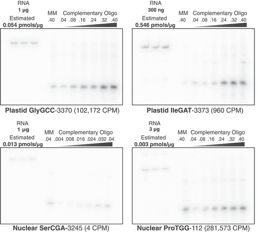 Figure 6. Northern blot analysis does not show the same expression dominance of nuclear tRNA-Pro and plastid tRNA-GlyGCC that was observed with tRNA-seq. Four different A. thaliana tRNA genes were probed from total cellular RNA and quantified. Each tRNA target membrane had three replicates of total A. thaliana RNA, which was quantified using a dilution series of a synthesized 38-nt oligonucleotide complementary to the corresponding probe. A single lane of a 38-nt mismatched oligonucleotide (MM), which had one or two non-complementary nucleotides relative to the probe, was also included on each membrane to test for cross-hybridization of probes. The amounts of total RNA and oligonucleotides loaded on each blot were varied according to expected hybridization signal based on preliminary analyses. The mass of RNA and pmols of oligonucleotides are indicated above each corresponding lane. The estimated concentration of the target tRNA based on analysis of signal intensity in ImageJ is reported as pmols per μg of input RNA. The average Illumina tRNA-seq read counts per million (CPM) is indicated parenthetically for each tRNA