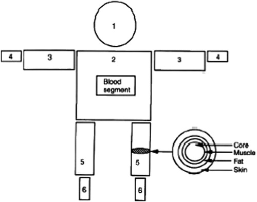 Figure 1. Schematic representation of the passive part of the Stolwijk model (Stolwijk and Hardy Citation1977).