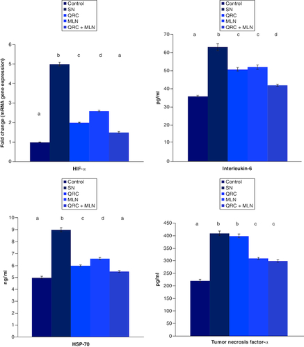 Figure 1. Influence of sophoretin and/or melatonin on brain hypoxia inducible factor gene expression and HSP-70, IL-6 and TNF-α protein expression post NaNO2-induced hypoxia.Data are expressed as means ± SEM (n = 10). A p-value <0.05 is considered significant. Groups having the same letter are not significantly different, while those having different letters are significantly different.