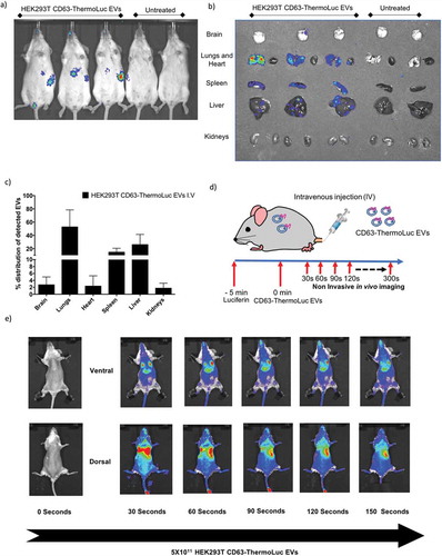 Figure 6. Bioluminescence labelling for live in vivo tracking of EVs. a-b) Non-invasive live animal imaging (a) and ex vivo imaging of organs (b) in animals IV injected either with 5×1011 HEK-293T cell-derived CD63-ThermoLuc EVs or PBS 30 mins post injection (n = 4), all animals were injected with D-Luciferin (I.P) prior to imaging. c) Percentage distribution of detected CD63-ThermoLuc EVs, as determined by ex vivo quantification. d) Method for visualising EV biodistribution in real time. e) Non-invasive imaging of mice seconds after IV administration of CD63-ThermoLuc EVs (n = 2).