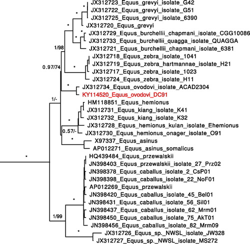 Figure 1. Phylogenetic tree based on complete mitochondrial genomes including equid samples used in Vilstrup et al. (Citation2013) together with Equus ovodovi sample from Denisova cave. Support values: posterior probabilities from 4250 of 5000 trees sampled by MrBayes/bootstrap support from 1000 replicates by RaxML. ‘*’ indicates complete support by both methods (1/100), ‘-’ indicates differing branching pattern for RaxML tree.