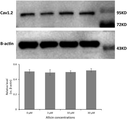 Figure 2. The effect of 48 h allicin exposure on total cellular Cav1.2 proteins. No significant difference was observed in all groups (p > 0.05). From left: control, 3 µmol/L allicin, 10 µmol/L allicin, 30 µmol/L allicin, Marker (n = 1250 cells, 25 μL, 5 × 104 cells/mL).