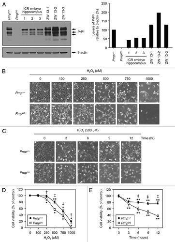 Figure 1. The protective effect of PrPC against H2O2-induced cell death. (A) The expression of PrPC in distinct stable cell lines and the embryo hippocampus of ICR mice. Western blot analysis was conducted using anti-PrP (3F10) in lysates from Zürich I Prnp0/0 hippocampal neuronal cell lines transfected with murine Prnp (Prnp+/+) or with an empty vector (Prnp0/0), several hippocampi from 14-d-old embryos of ICR mice and 3 different WT hippocampal neuronal cell lines of ICR mice (ZW 13–2, ZW 13–2 and ZW 13–3). The expression of PrPC was quantified using densitometry analysis (right panel). (B and C) Morphological appearance of Prnp+/+ and Prnp0/0 cells as observed under an inverted microscope. In (B and D), Prnp+/+ and Prnp0/0 cells were incubated with the indicated concentrations of H2O2 for 6 h. In (C and E), cells were treated with 500 μM H2O2 for the indicated time periods. (D and E) Cell viability was measured using the WST-1-based assay. The data are presented as the means ± standard deviation (S.D.) of 3 independent experiments performed in triplicate. *p < 0.02 and **p < 0.001, significant differences between treated and untreated cells; †p < 0.01 and ‡p < 0.001, significant differences between Prnp+/+ and Prnp0/0 cells.