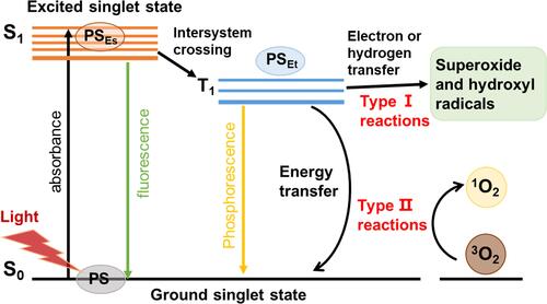Figure 1 Molecular mechanism of PDT. With the light irradiation, PS is activated from the ground singlet state S0 to the exited singlet state S1. By intersystem crossing, they are converted to the excited triplet state T1. Afterwards, electron transfer from T1 to biological substrates (type I reaction), or energy transfer to molecular oxygen (type ІІ reaction) that leads to a burst of ROS production.