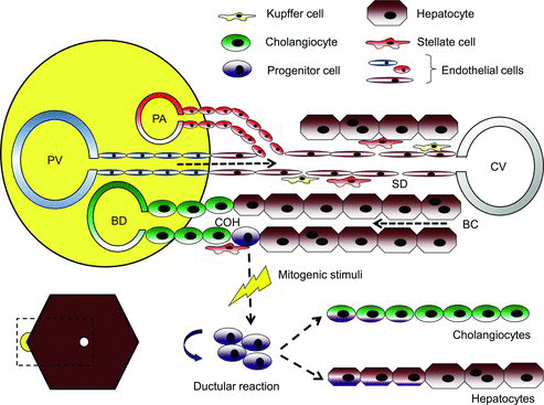 Figure 1. Cellular components of the liver. Schematic overview of the cellular components of the liver. Blood enters the liver lobe via the portal vein or portal artery and flows towards the central vein through sinusoids. Sinusoids are lined with endothelial cells forming fenestrae. Between the hepatocytes and the endothelial cells is the space of Disse, which harbours the hepatic stellate cells and the macrophages. Bile, produced by the hepatocytes and excreted in the bile canaliculae, flows in the opposite direction of blood towards the bile ducts in the portal area. The smallest ramifications of the biliary three, the canals of Hering, harbour the progenitor cells which, after stimulation, can proliferate and differentiate into hepatocytes and/or cholangiocytes. PA: portal artery; BD: bile duct; PV: portal vein; COH: canal of Hering; BC: bile canaliculus; CV: central vein; SD: space of Disse.