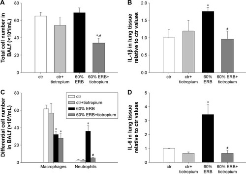 Figure 5 The effect of tiotropium bromide on lung inflammation following 60% of ERB.Notes: Macrophage count in BALf remained reduced compared to ctr after tiotropium inhalation. Instead, the increase in neutrophil number after 60% of ERB was attenuated by tiotropium (C), resulting in an overall reduction of total cell number (A). Tissue protein levels of both IL-1β and IL-6 returned to ctr values following tiotropium inhalation (B and D). Data presented as mean ± SEM. White bar, ctr; gray bar, ctr plus tiotropium; black bar, 60% of ERB and dark gray bar, 60% of ERB plus tiotropium. *P<0.05 to ctr and #P<0.05 to 60% of ERB. n=5–8 per group.Abbreviations: ERB, expiratory resistive breathing; BALf, bronchoalveolar lavage fluid; IL, Interleukin; ctr, control; SEM, standard error of the mean.