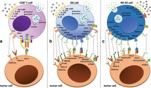 Figure 1. Receptor expression and interactions of (a) CD8+ T cells, (b) NK cells and (c) NK-92 cells with tumor target cells. T cells primarily recognize target cells via the TCR–HLA/MHC-I interaction, while NK and NK-92 cell activation depends on highly polymorphic activating and inhibitory germline-encoded receptors, such as KIRs or receptors of the NKG2-family. Activating receptors are shown in green, inhibitory receptors are shown in blue and killer receptors are shown in orange. Interleukin receptors are indicated in yellow, with the IL-2 receptor highlighted in orange on the NK-92 cell to illustrate its strong IL-2-dependency. Please note that only a selection of the most important receptors/ligands are shown, without claim of completeness.Citation3–Citation6Abbreviations: CD, cluster of differentiation; DNAM-1, DNAX accessory molecule-1; HS, heparan sulfate; HLA, human leukocyte antigen; IL, interleukin; INF, interferon; KIR, killer-cell immunoglobulin-like receptor; MHC, major histocompatibility complex; MIC, MHC class I chain-related protein; NKG2, natural killer group 2; TCR, T cell receptor; TRAIL, TNF-related apoptosis-inducing ligand.