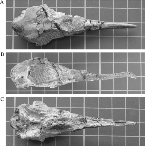 Fig. 2  Fossil shearwater skull (Puffinus sp.) from Mataroa (AIM LB12868): (A) dorsal; (B) right lateral; and (C) ventral. Background squares are 10 mm x 10 mm.