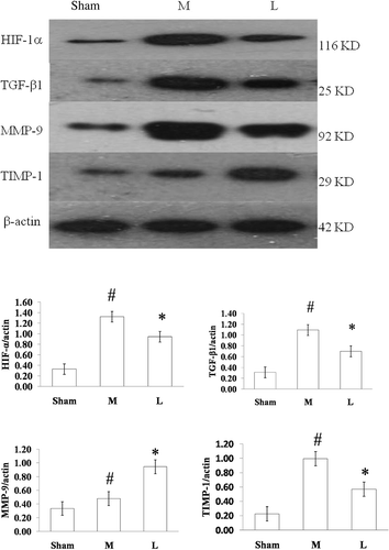 Figure 4. The difference of HIF-1α (A), TGF-β1 (B), MMP-9 (C), and TIMP-1 (D) protein expressions in rat renal tissues at 12 weeks between different groups. Sham: sham-operation group, M: model group, L: losartan group.Notes: The expressions of HIF-1α, TGF-β1, MMP-9, and TIMP-1 in the model group were higher than those in the sham group (p < 0.05), losartan treatment induced a decrease in HIF-1α, TIMP-1, and TGF-β1 and an increase in MMP-9 (p < 0.05). #p < 0.05 versus sham-operation group, *p < 0.05 versus model group.