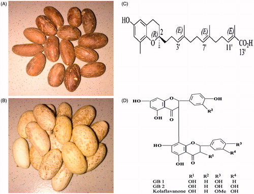 Figure 1. The unpeeled (A) and peeled (B) ethnomedicinal seeds of Garcinia kola. Chemical structures of garcinoic acid (C) and kolaviron (D).