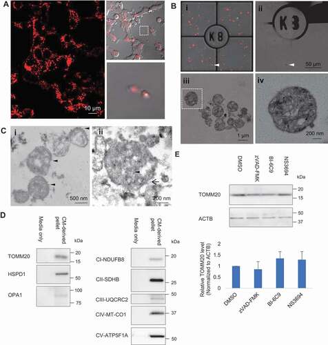 Figure 1. Extracellular release of mitochondria. (A) Time-lapse confocal imaging on PC12DsRed2mito showed release of extracellular mitochondria from cells. (B) Extracellular mitochondria studied by CLEM. (i–ii) Merged image of fluorescence and brightfield was acquired to visualize the grid and locate the DsRed2mito-labeled particle (arrowhead) at EM level. (ii) Scanned area (arrowhead) became dark. (iii) Zoomed-in view of the scanned area showing most extracellular DsRed2mito-labeled particles are free mitochondria. (iv) Magnified view showing typical cristae and small matrix granules in a morphological intact mitochondrion (boxed area in Biii). (C)(I) Immuno EM showing some particles are TOMM20-positive (arrowhead) as indicated by 10 nm colloidal gold particles. (ii) Immuno-gold detection of mRFP (arrowhead, 6 nm colloidal gold) and TOMM20 (black arrow, 12 nm colloidal gold) showing double-positive labeling. (D) Western blot analysis confirming presence of TOMM20, HSPD1, OPA1, CI-NDUFB8, CII-SDHB, CIII-UQCRC2, CIV-MT-CO1, CV-ATP5F1A in CM-derived pellet. (E) Effect of apoptosis inhibitors on the TOMM20 level in CM-derived pellet. One-way ANOVA, Dunnett’s test, n = 3 for each group